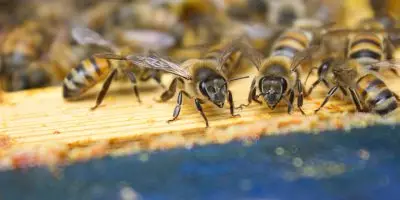 Honey Bees