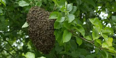 Honey Bees