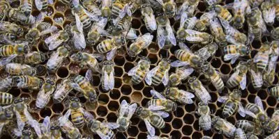 Honey Bees