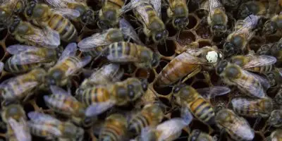 Honey Bees