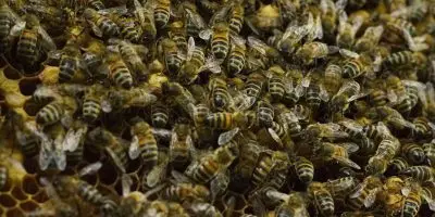 Honey Bees