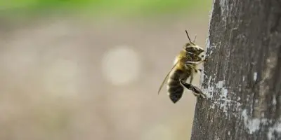 Honey Bees