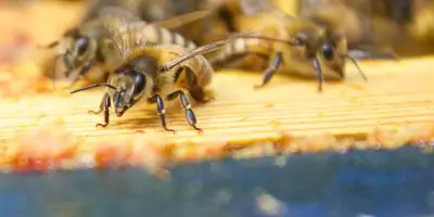 Honey Bees