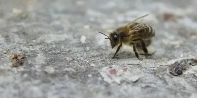 Honey Bees